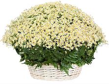Цветочная композиция из Ромашки в корзине #REPLACE_PRED# Александровске